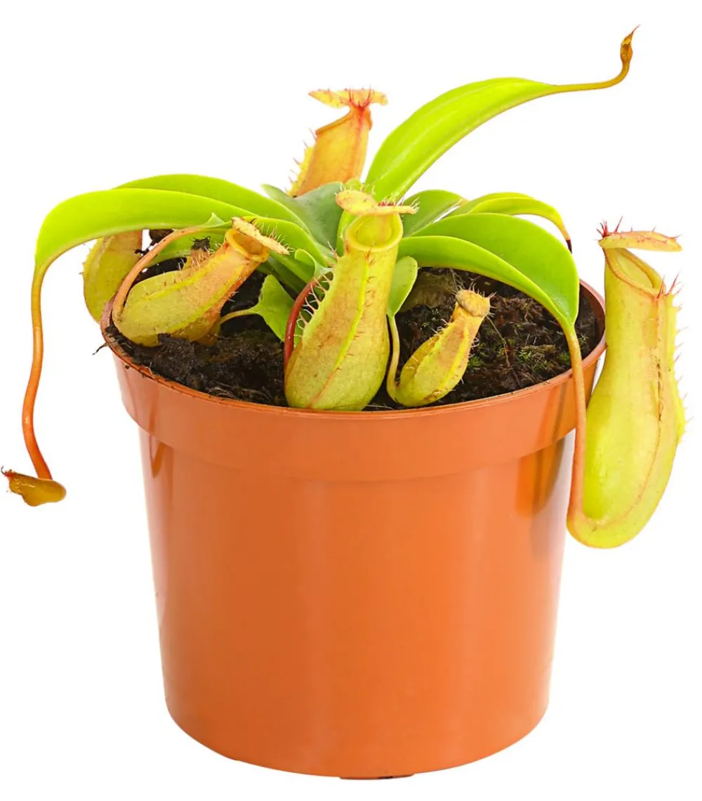 Dehner Fleischfressende Pflanzen > Kannenpflanze - Nepenthes