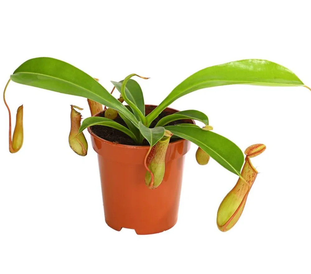 Dehner Fleischfressende Pflanzen - Kannenpflanze - Nepenthes