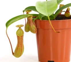 Dehner Fleischfressende Pflanzen - Kannenpflanze - Nepenthes