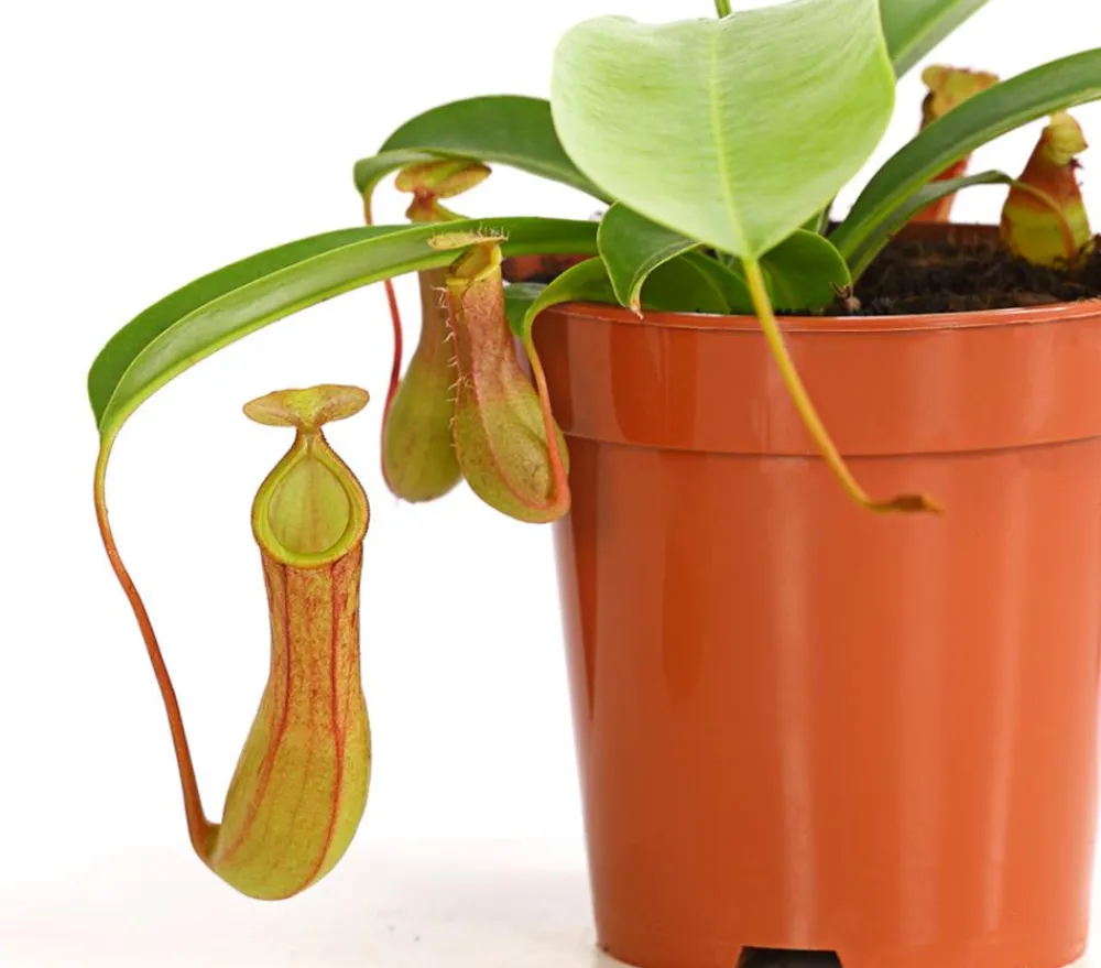 Dehner Fleischfressende Pflanzen - Kannenpflanze - Nepenthes