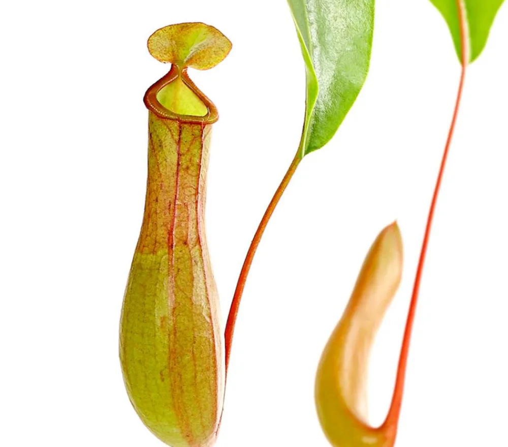Dehner Hängepflanzen|Fleischfressende Pflanzen > Kannenpflanze - Nepenthes alata, Ampel