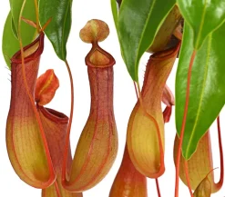 Dehner Kannenpflanze - Nepenthes alata, Ampel Outlet