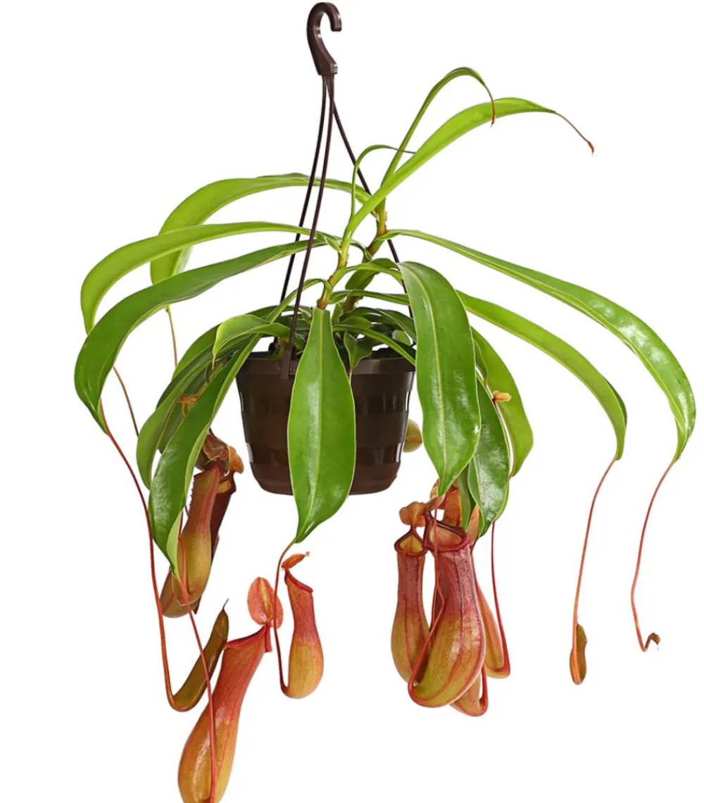 Dehner Kannenpflanze - Nepenthes alata, Ampel Outlet