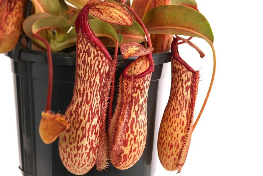 Dehner Fleischfressende Pflanzen > Kannenpflanze - Nepenthes 'Miranda'