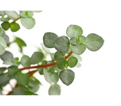 Dehner Grünpflanzen > Kanonierblume - Pilea glauca