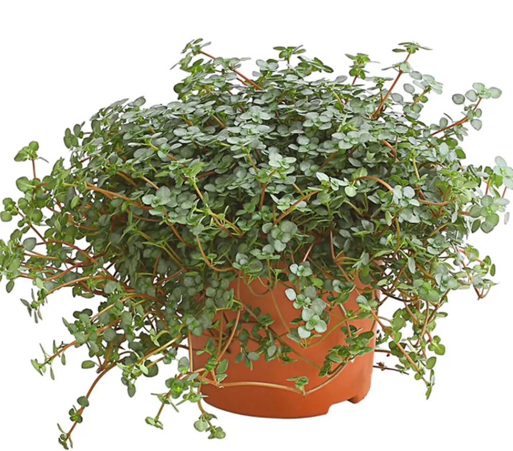 Dehner Grünpflanzen > Kanonierblume - Pilea glauca
