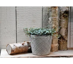 Dehner Grünpflanzen > Kanonierblume - Pilea glauca