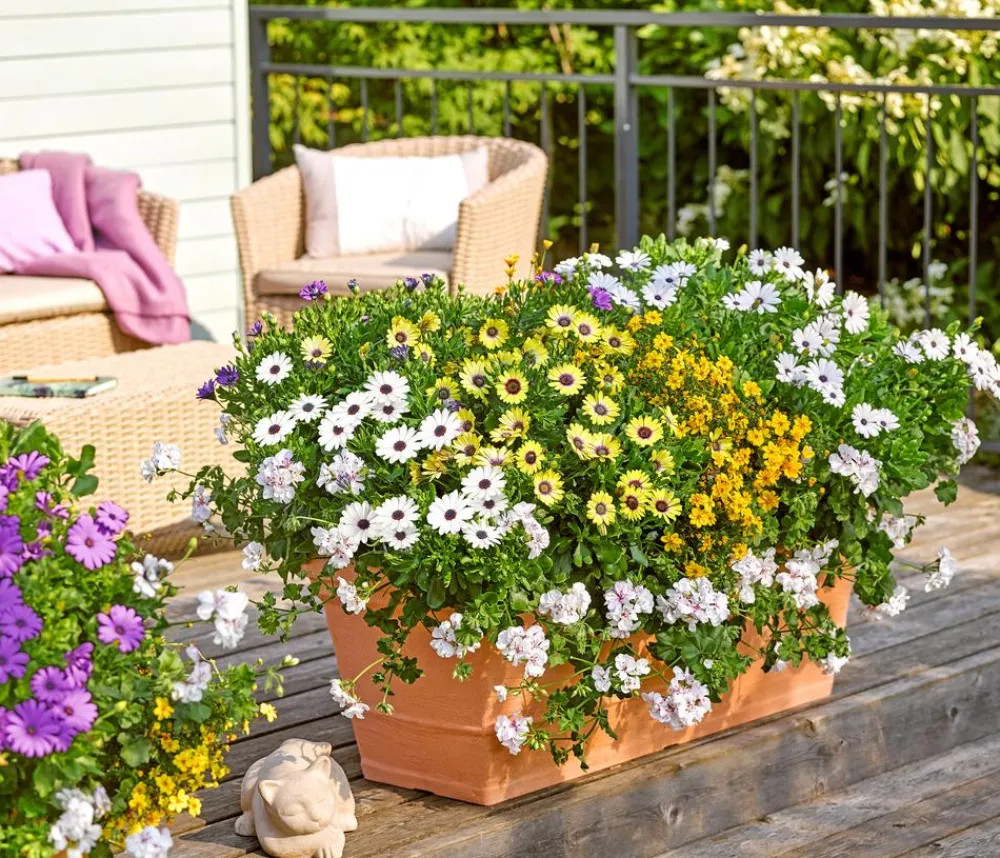 Dehner Sommerblumen > Kapkörbchen