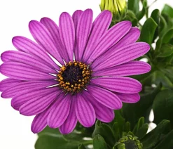 Dehner Sommerblumen > Kapkörbchen