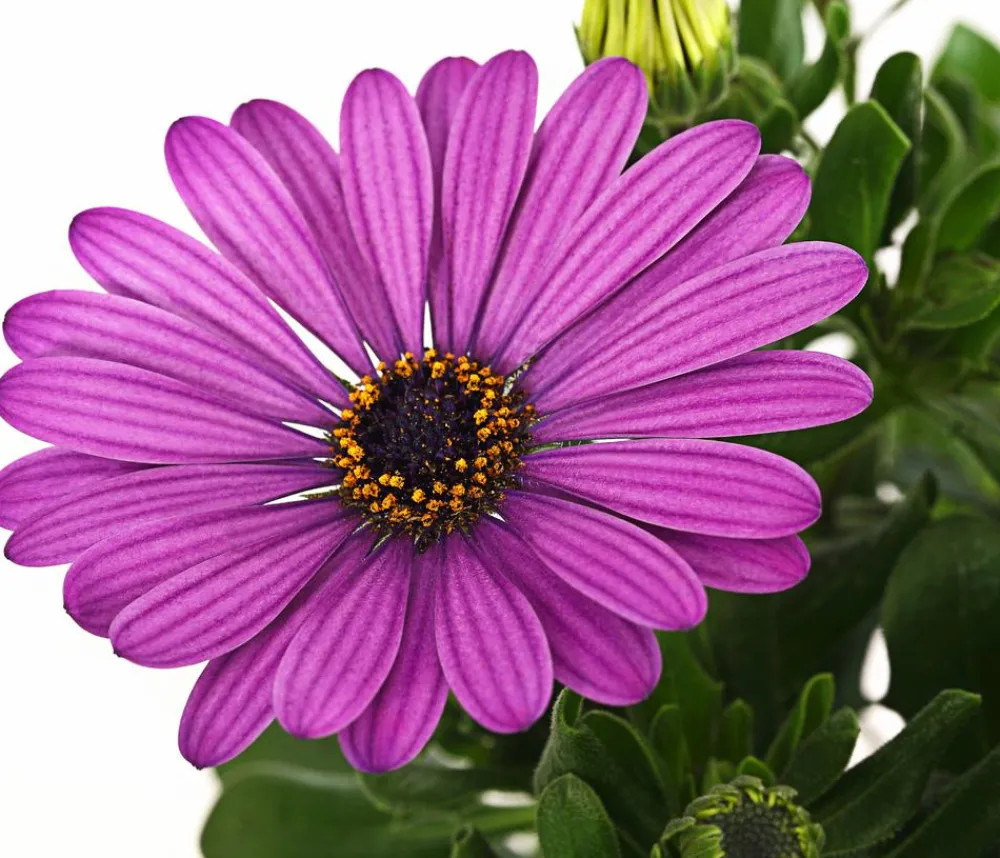 Dehner Sommerblumen > Kapkörbchen