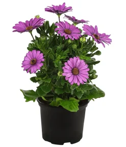 Dehner Sommerblumen > Kapkörbchen