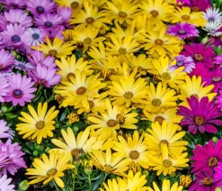 Dehner Sommerblumen - Kapkörbchen Rosa