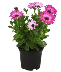 Dehner Sommerblumen - Kapkörbchen Rosa