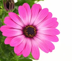 Dehner Sommerblumen - Kapkörbchen Rosa