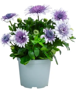 Dehner Sommerblumen - Kapkörbchen 'Blue Steel'
