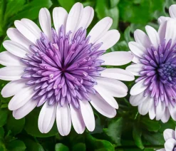 Dehner Sommerblumen - Kapkörbchen 'Blue Steel'
