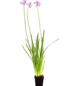 Dehner Aqua Kaplilie Rosa Hot