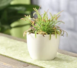 Dehner Fleischfressende Pflanzen > Kap-Sonnentau - Drosera capensis