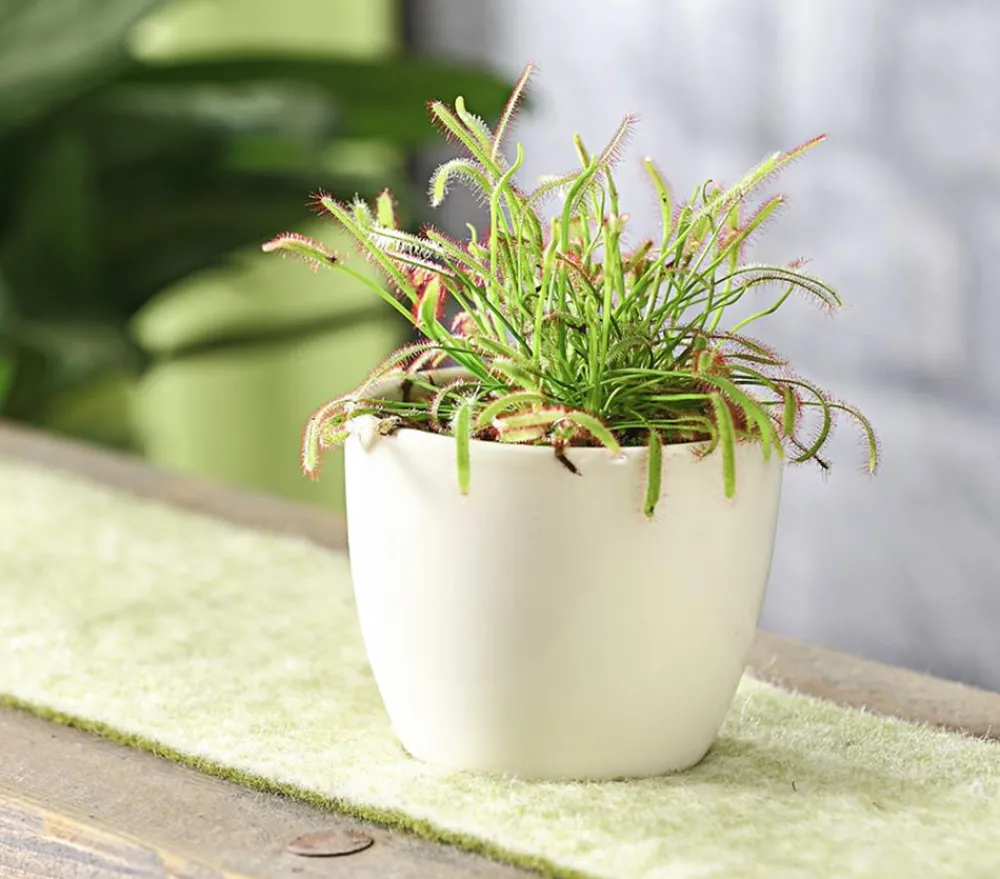 Dehner Fleischfressende Pflanzen > Kap-Sonnentau - Drosera capensis