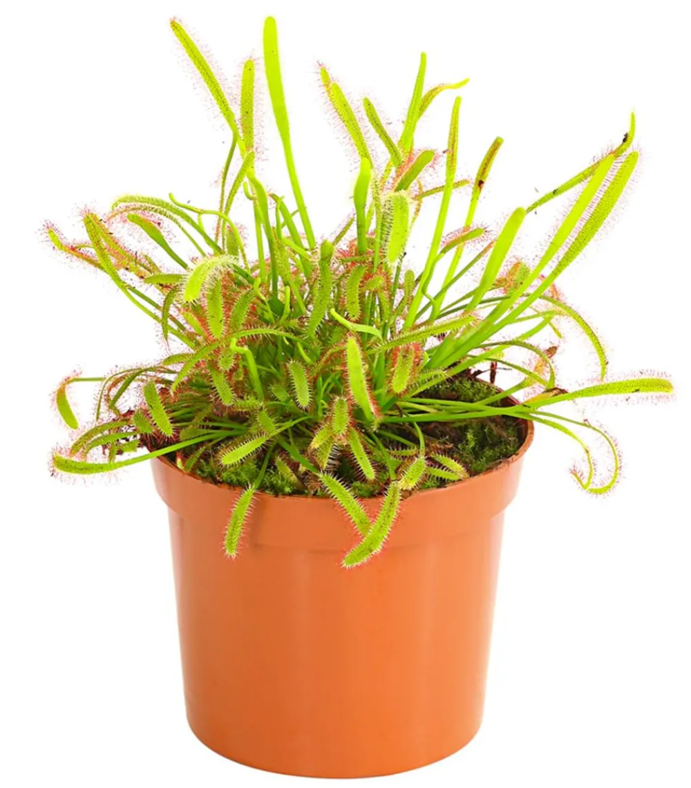Dehner Fleischfressende Pflanzen > Kap-Sonnentau - Drosera capensis