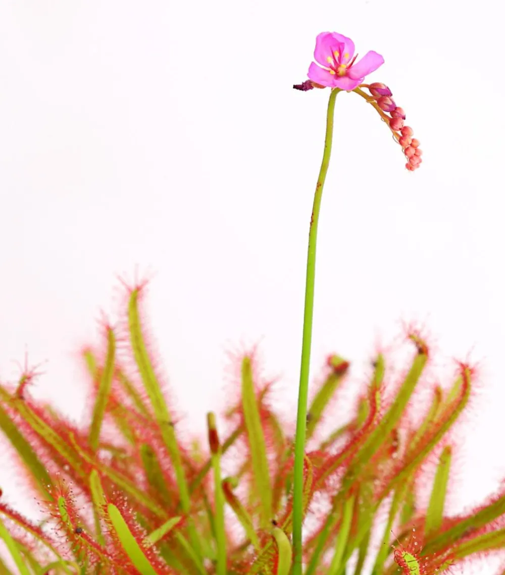 Dehner Fleischfressende Pflanzen > Kap-Sonnentau - Drosera capensis