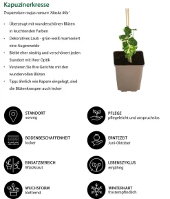 Dehner Garten- & Heilkräuter|Küchenkräuter > Kapuzinerkresse 'Alaska Mix'