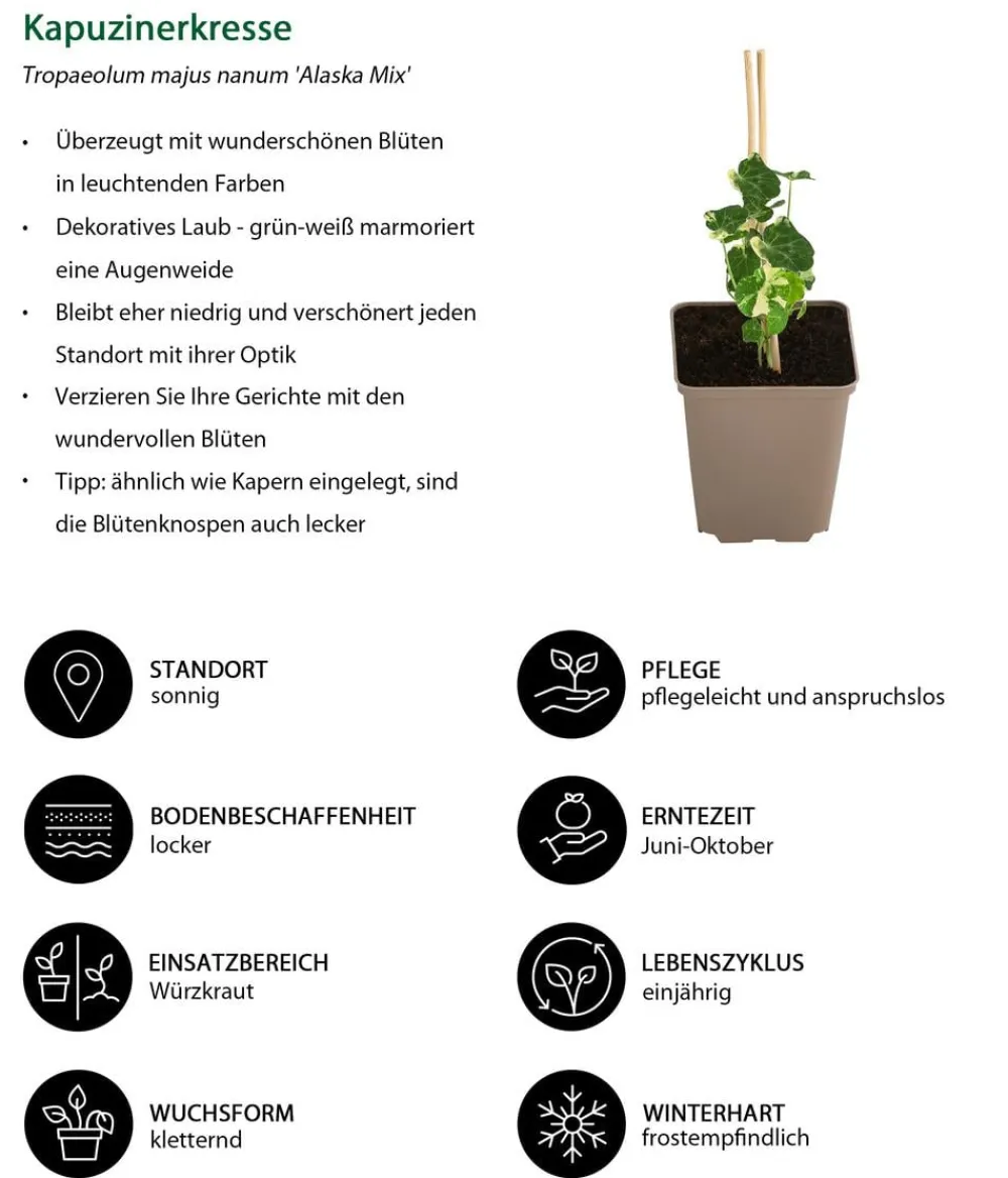 Dehner Garten- & Heilkräuter|Küchenkräuter > Kapuzinerkresse 'Alaska Mix'