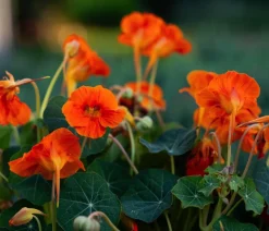 Dehner Garten- & Heilkräuter|Küchenkräuter - Kapuzinerkresse 'Whirlybird Tangerine' Dunkelgrün