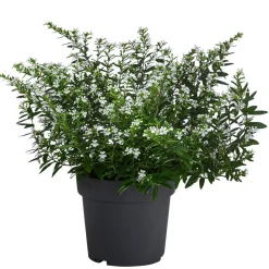 Dehner Terrassenpflanzen|Sommerblumen - Köcherblümchen, Busch, verschiedene Farben