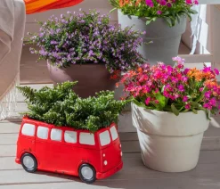Dehner Terrassenpflanzen|Sommerblumen - Köcherblümchen, Busch, verschiedene Farben