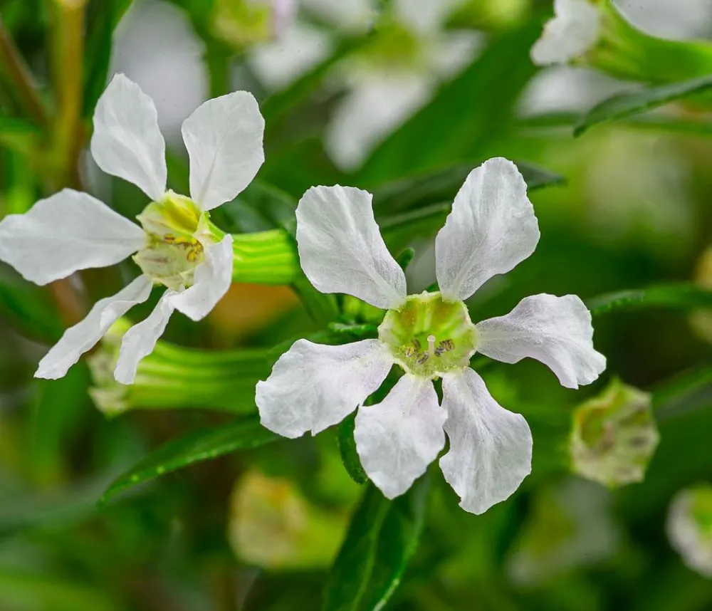 Dehner Terrassenpflanzen|Sommerblumen - Köcherblümchen, Busch, verschiedene Farben