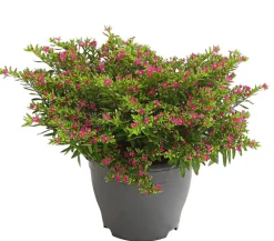 Dehner Terrassenpflanzen|Sommerblumen - Köcherblümchen, Busch, verschiedene Farben