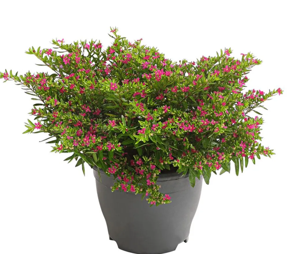 Dehner Terrassenpflanzen|Sommerblumen - Köcherblümchen, Busch, verschiedene Farben