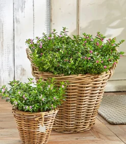 Dehner Terrassenpflanzen|Sommerblumen - Köcherblümchen, Busch, verschiedene Farben