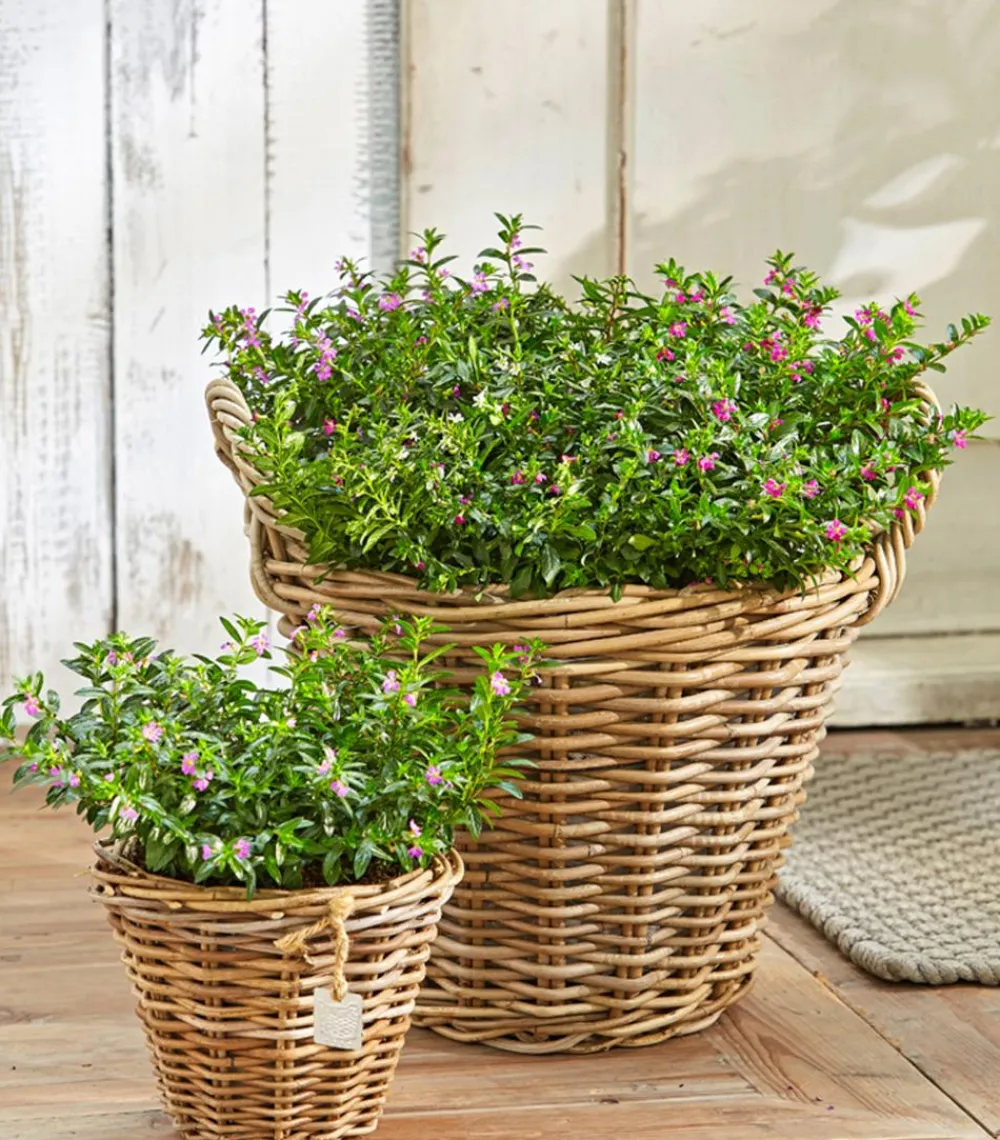 Dehner Terrassenpflanzen|Sommerblumen - Köcherblümchen, Busch, verschiedene Farben