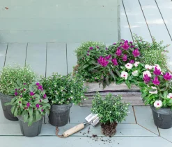 Dehner Sommerblumen > Köcherblümchen-Duo