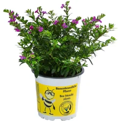 Dehner Sommerblumen > Köcherblümchen-Duo