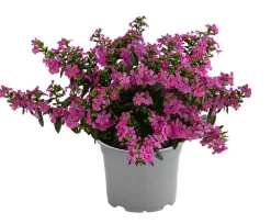 Dehner Sommerblumen - Köcherblümchen, verschiedene Farben