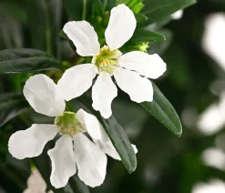 Dehner Sommerblumen - Köcherblümchen, verschiedene Farben