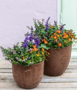 Dehner Sommerblumen - Köcherblümchen, verschiedene Farben