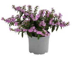 Dehner Sommerblumen - Köcherblümchen, verschiedene Farben