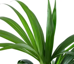 Dehner Hydropflanzen|Grünpflanzen > Kentiapalme, Howea forsteriana, Hydrokultur