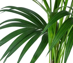 Dehner Hydropflanzen|Grünpflanzen - Kentiapalme, Howea forsteriana, Hydrokultur Grün