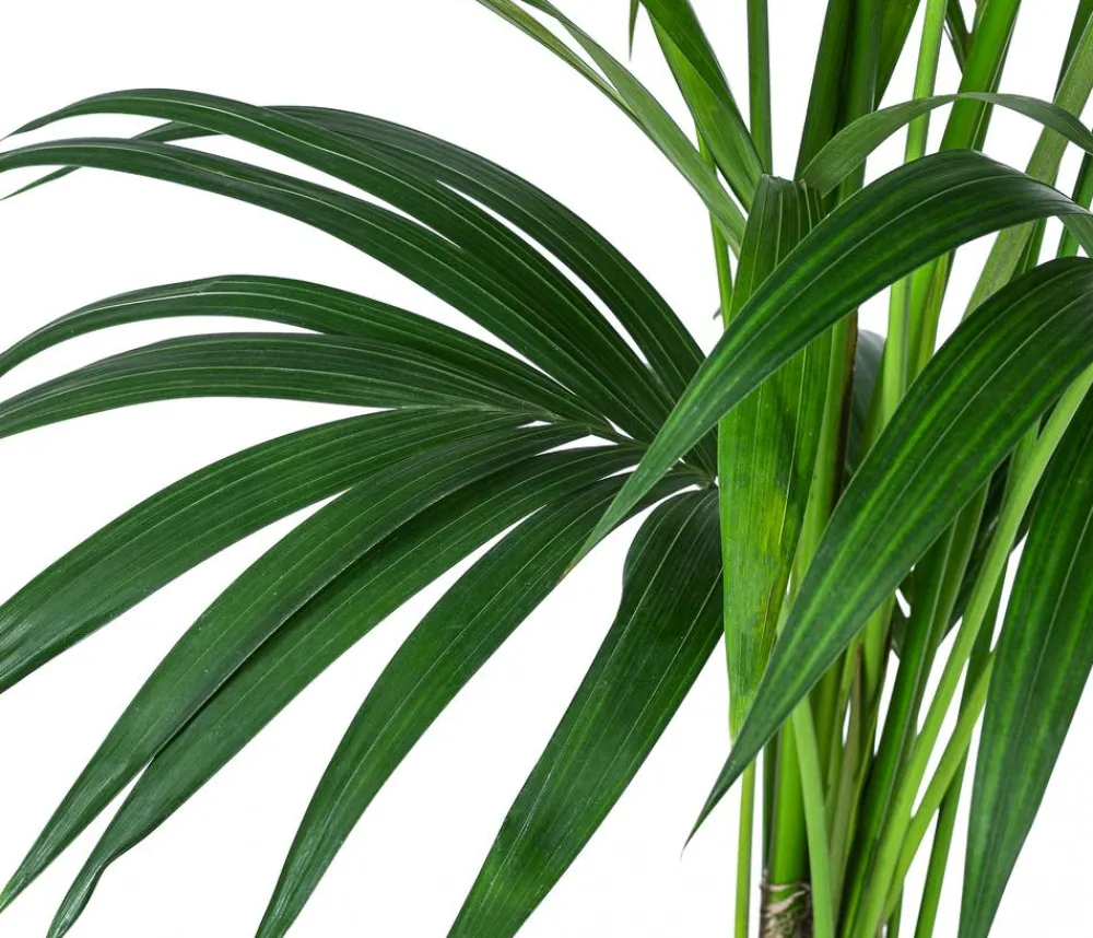Dehner Hydropflanzen|Grünpflanzen - Kentiapalme, Howea forsteriana, Hydrokultur Grün