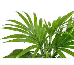 Dehner Kentiapalme - Howea forsteriana Grün Sale