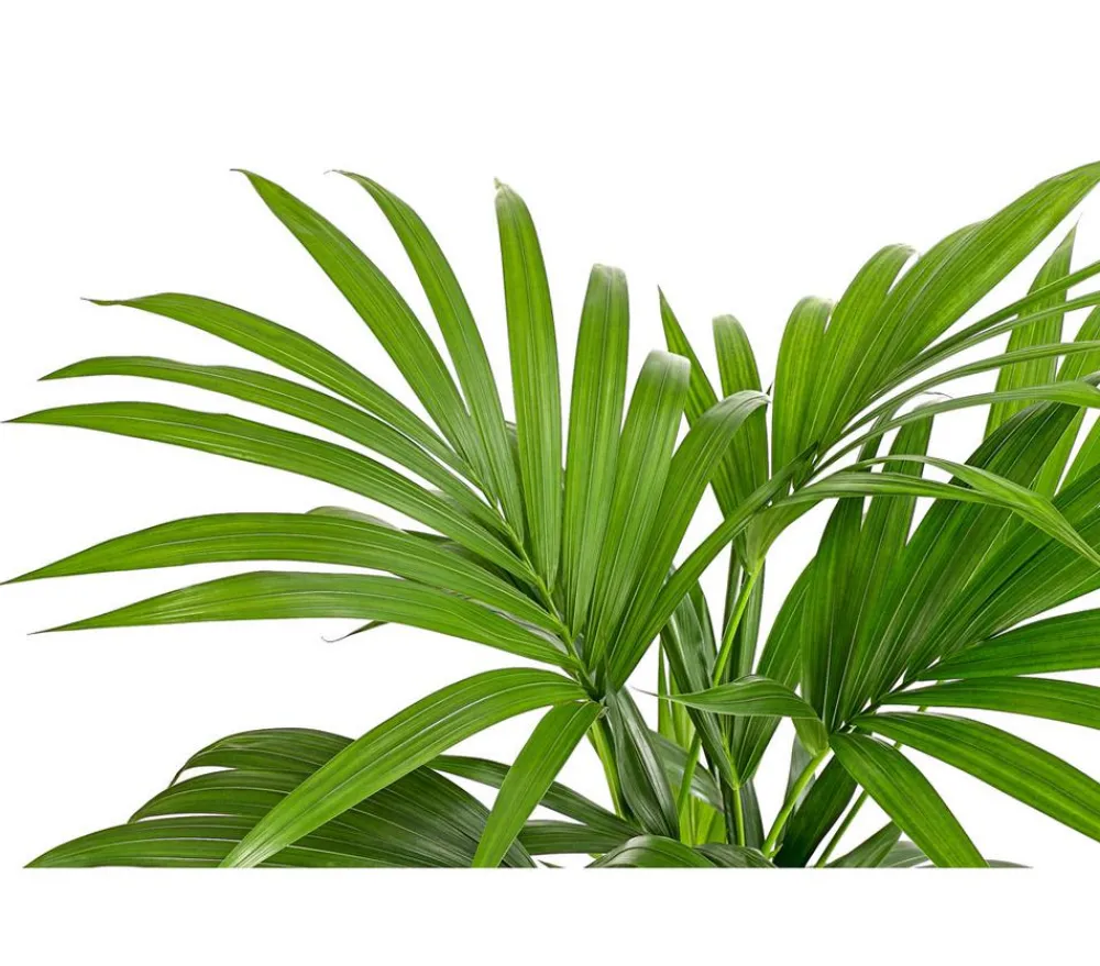 Dehner Kentiapalme - Howea forsteriana Grün Sale