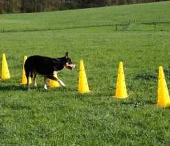 Kerbl Hundespielzeug > Hundespielzeug Agility Pylonen-Hürden Set