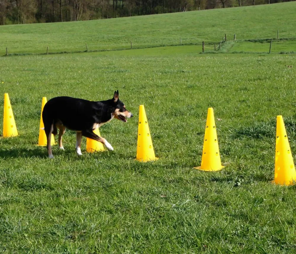 Kerbl Hundespielzeug > Hundespielzeug Agility Pylonen-Hürden Set
