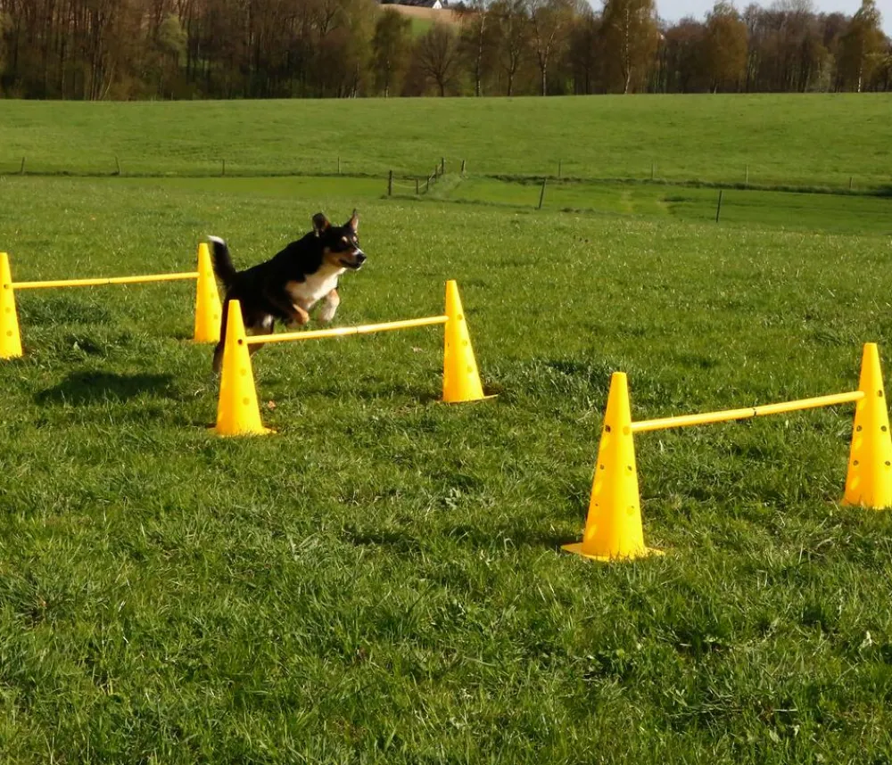 Kerbl Hundespielzeug > Hundespielzeug Agility Pylonen-Hürden Set