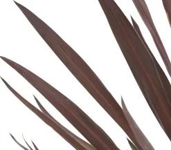 Dehner Keulenlilie - Cordyline australis Dunkelrot Clearance
